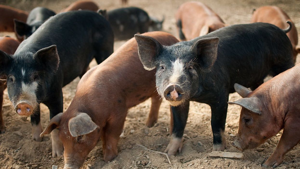Factory Farming Creates Conditions For New And Deadly Viral Infections