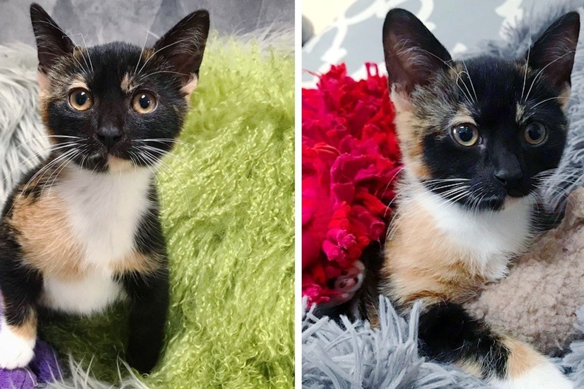Couple Brings Kitten Home to Foster, but the Calico Has a Different Plan
