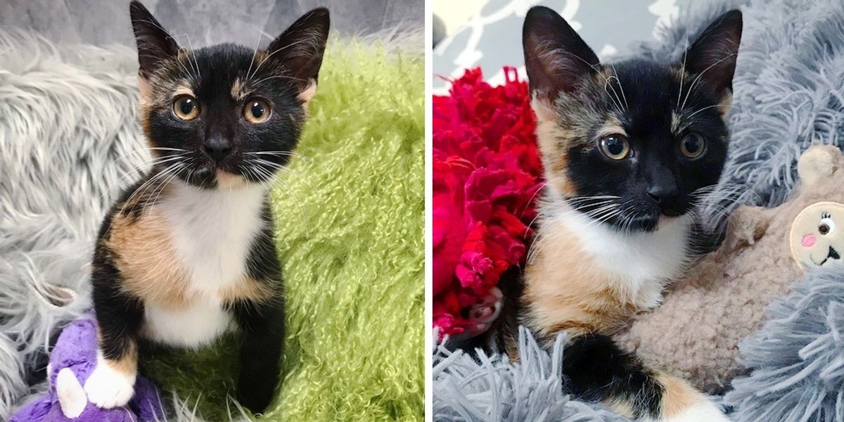 Couple Brings Kitten Home to Foster, but the Calico Has a Different ...