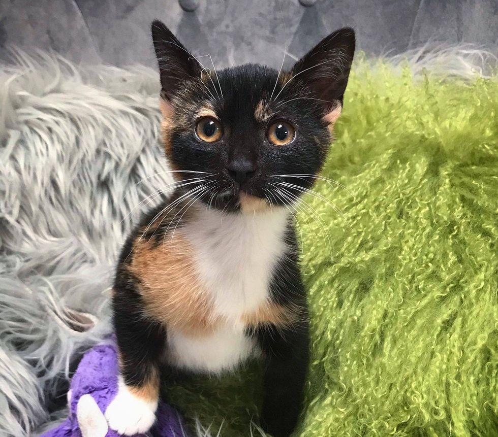 kitten, cute, calico