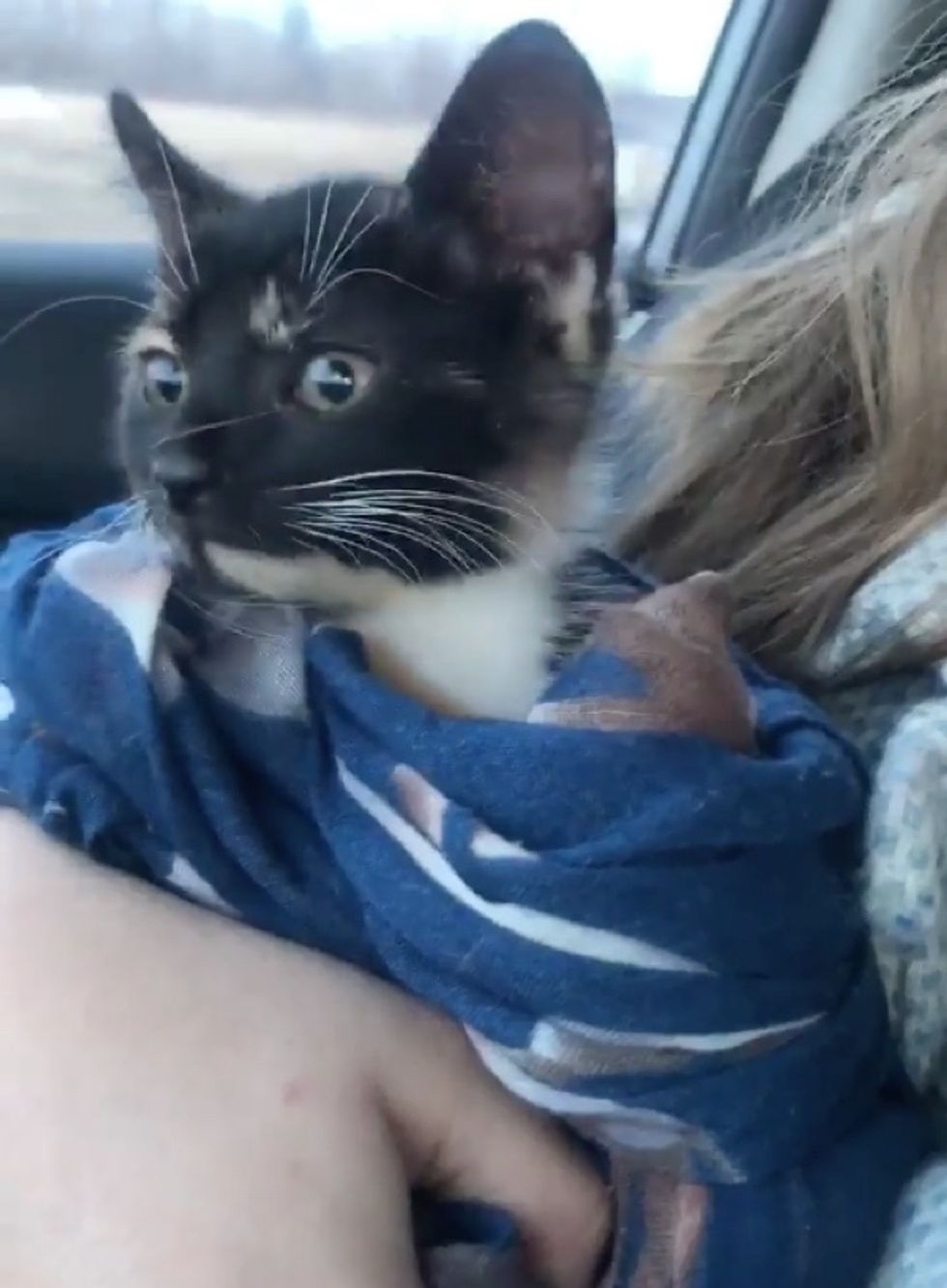 kitten, car