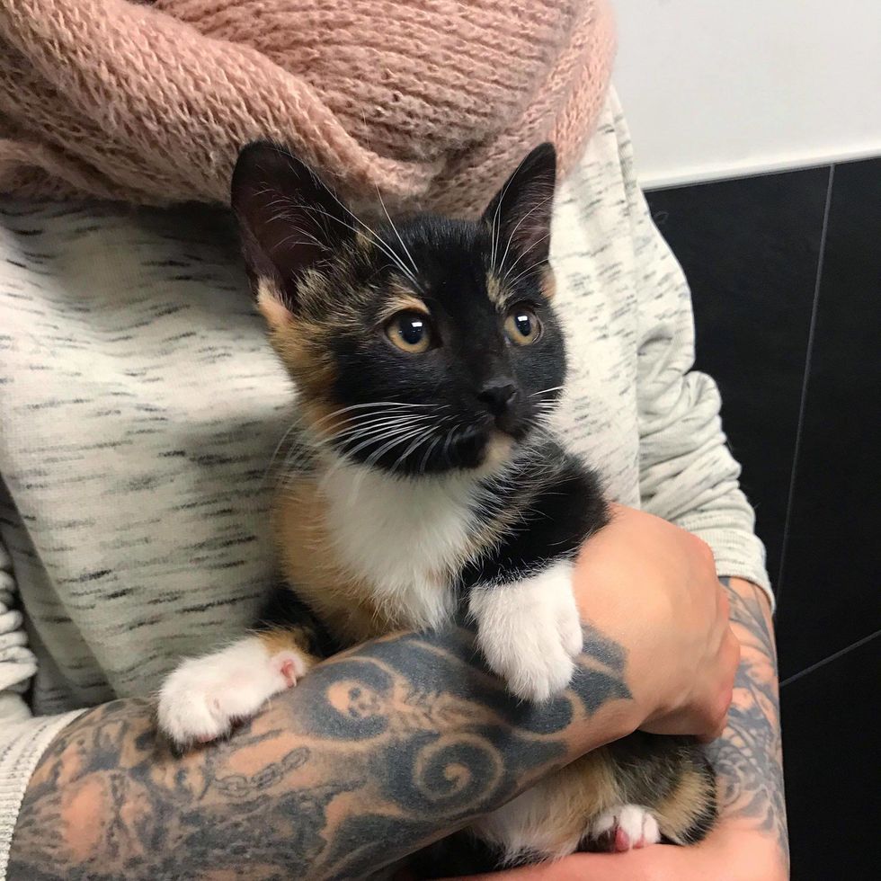 kitten, cute, calico, cuddle