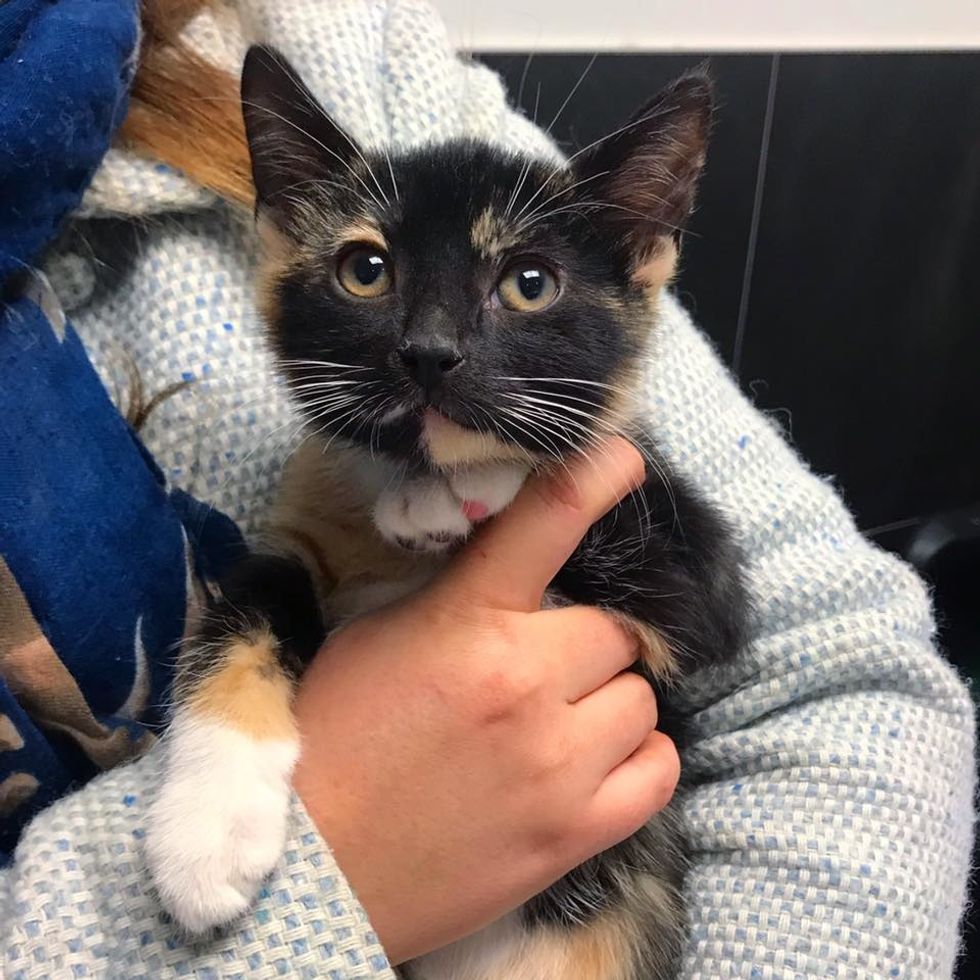 kitten, cute, calico, cuddle