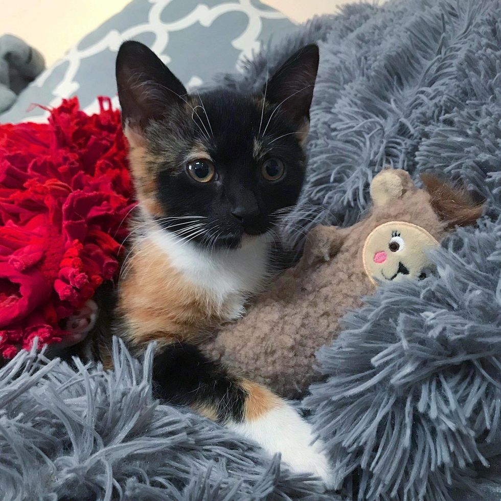 kitten, cute, calico