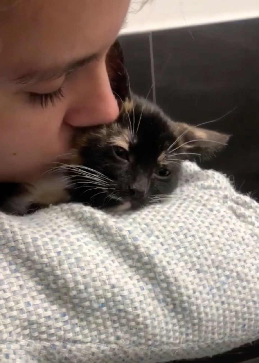 kitten, cute, calico, kiss