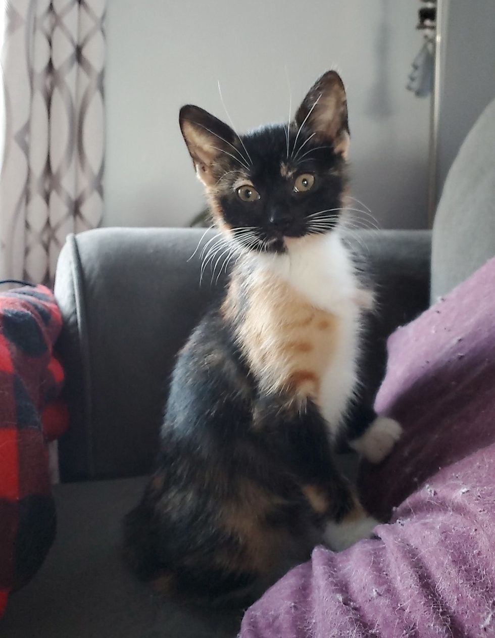 kitten, cute, calico