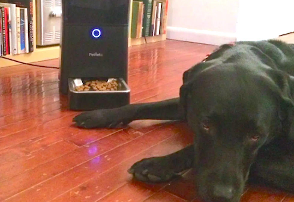 Petnet says its smart pet feeder may not work for some time Gearbrain