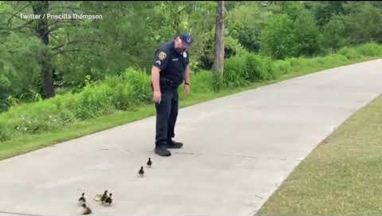 Texas police officers escort ducklings back to their mom in adorable video