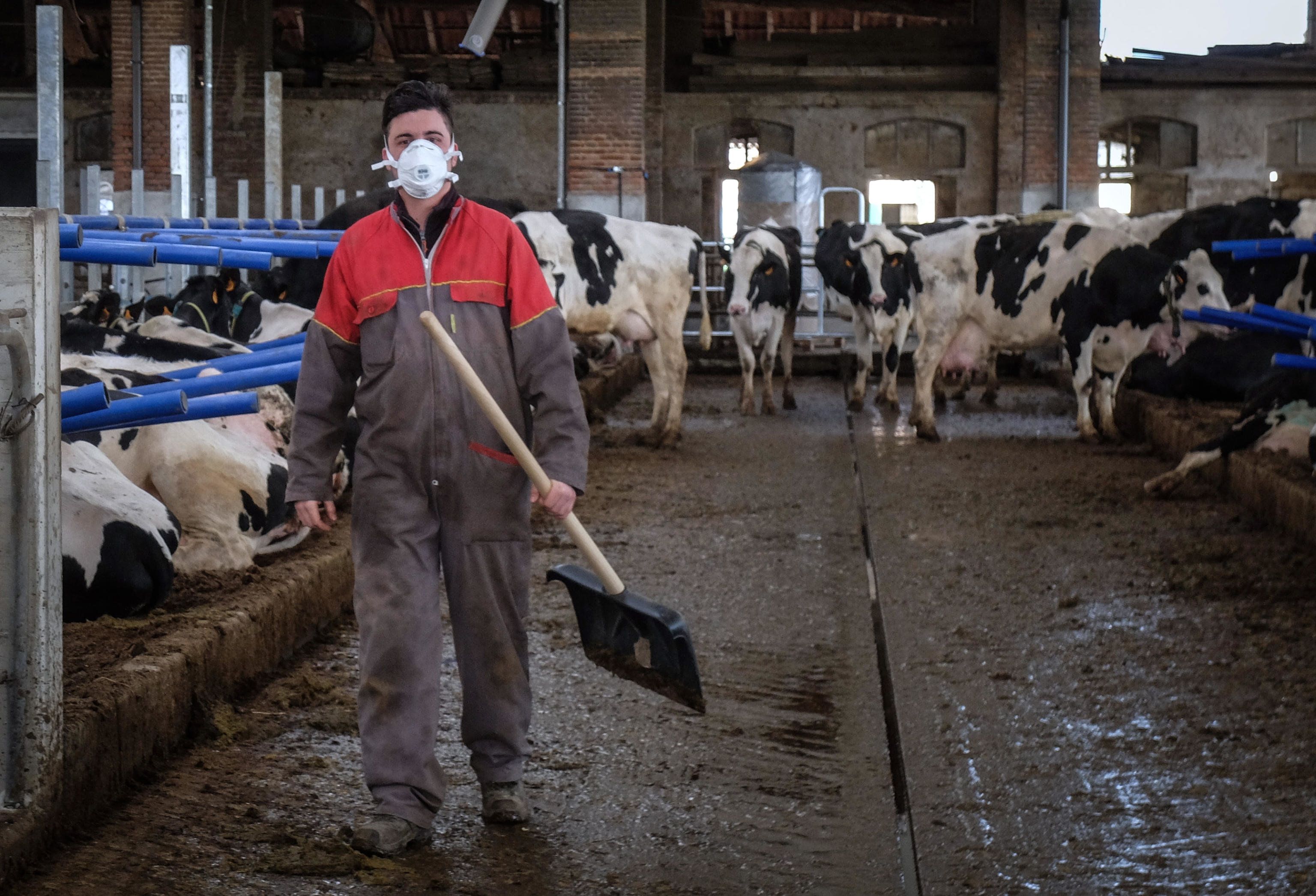 Rai contro allevatori e loro protestano: niente più pubblicità
