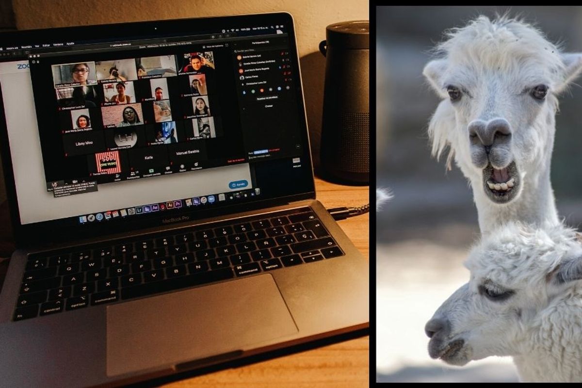 You can have a real live llama or goat join your video calls because 2020 can't get any weirder