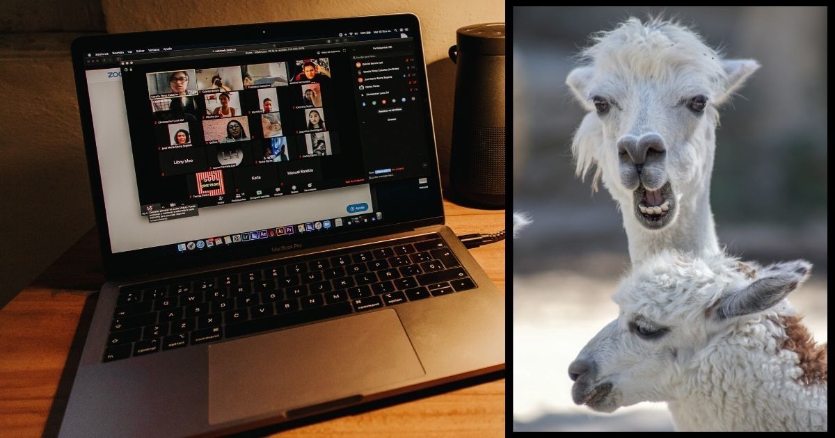 You can have a real live llama or goat join your video calls because 2020 can't get any weirder