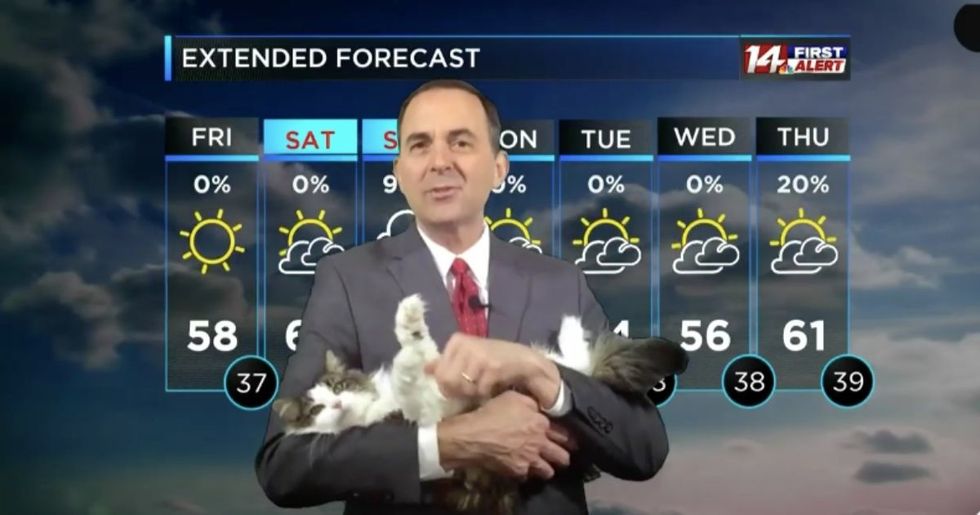 A meteorologist's cat crashed his at-home forecast and became his beloved co-host