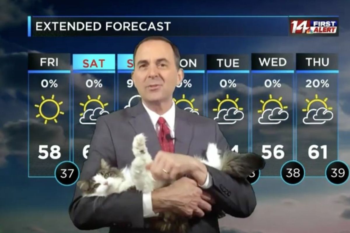 A meteorologist's cat bombed his at-home forecast. Now Betty is his beloved co-host.