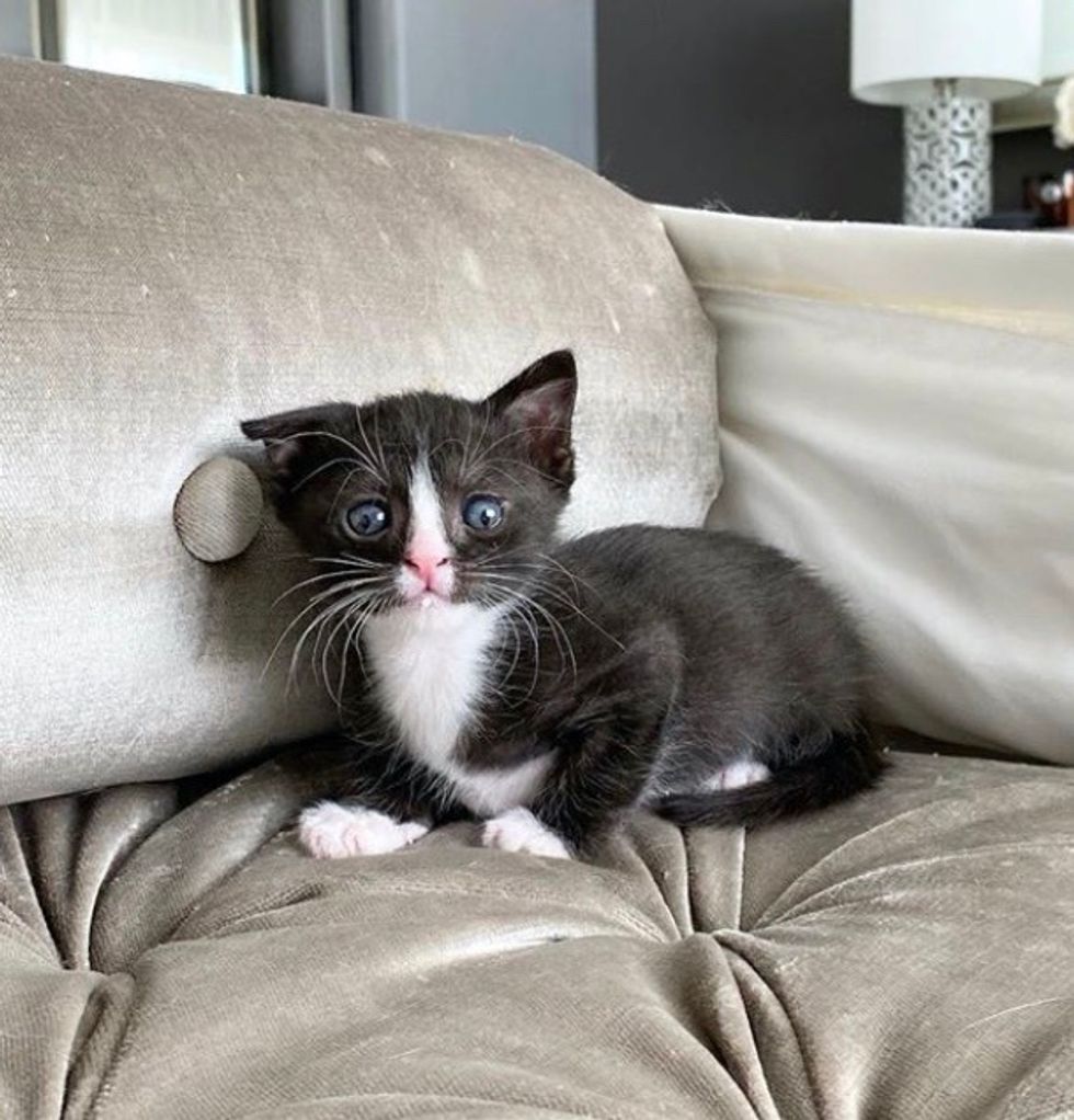 cute, kitten, tuxedo, floppy ear