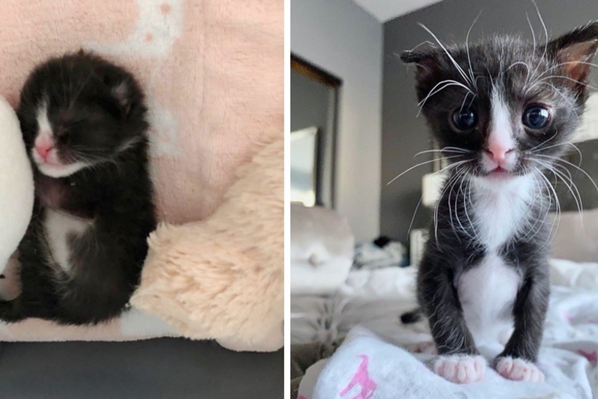 Kitten Brought Back from the Brink, is Determined to Thrive