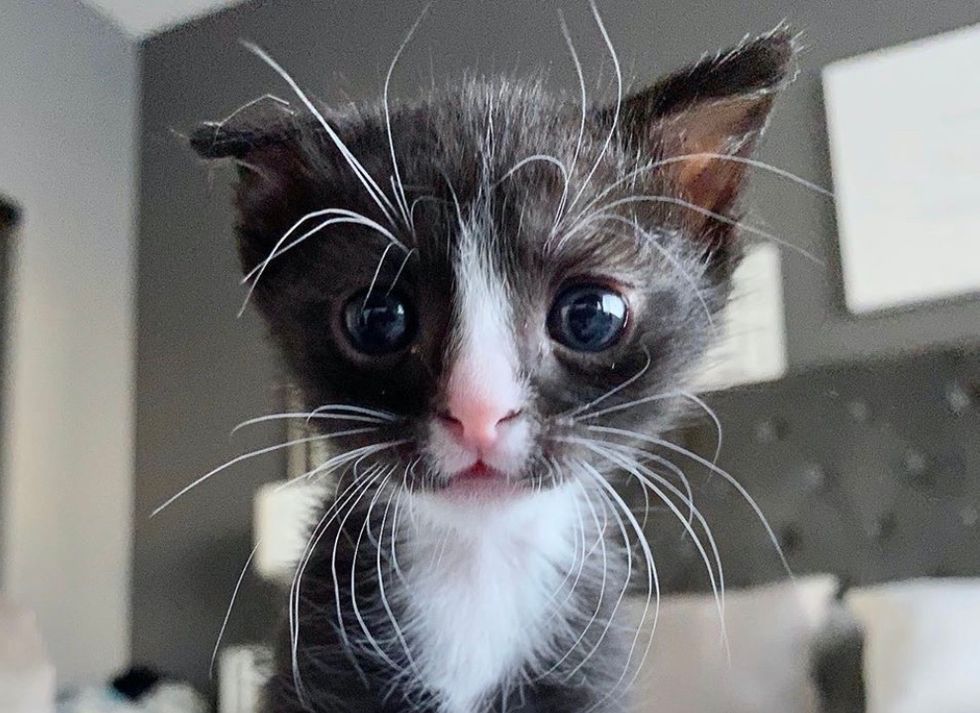 cute, kitten, tuxedo, floppy ear