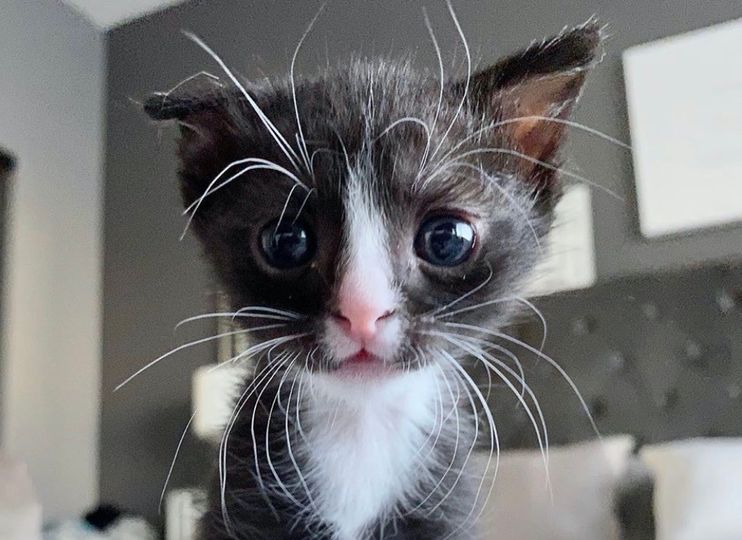 Kitten Brought Back from the Brink, is Determined to Thrive - Love ...