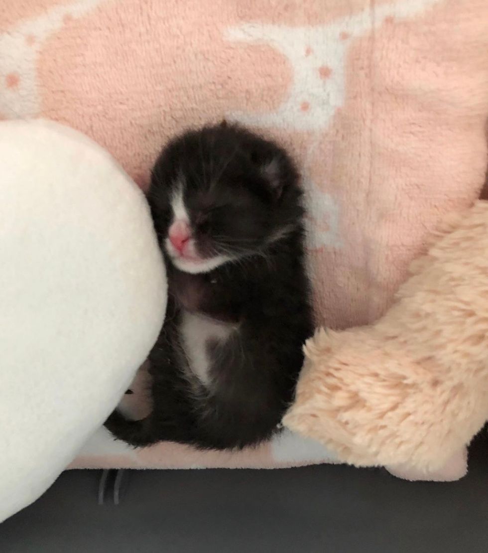 cute, baby, kitten, tuxedo