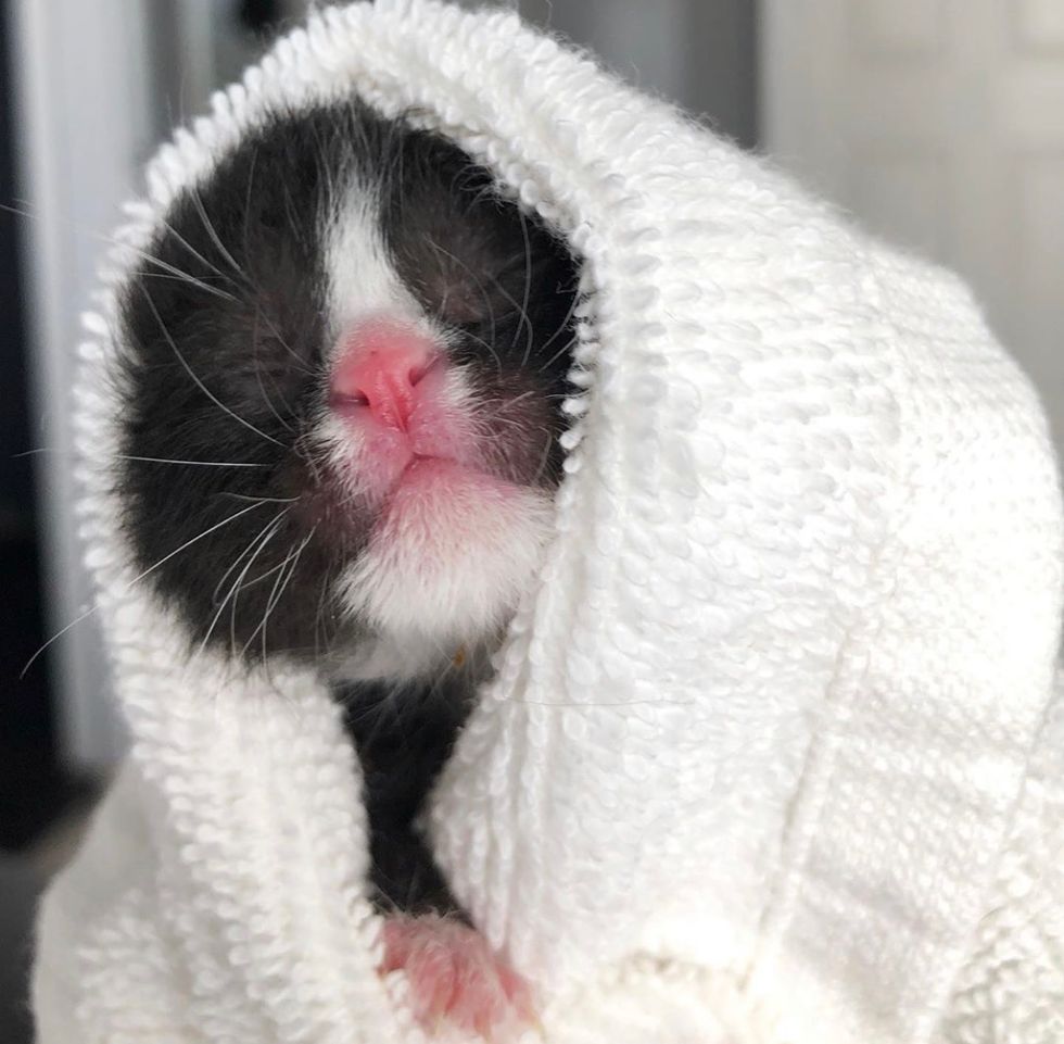 cute, baby, kitten, tuxedo, purrito