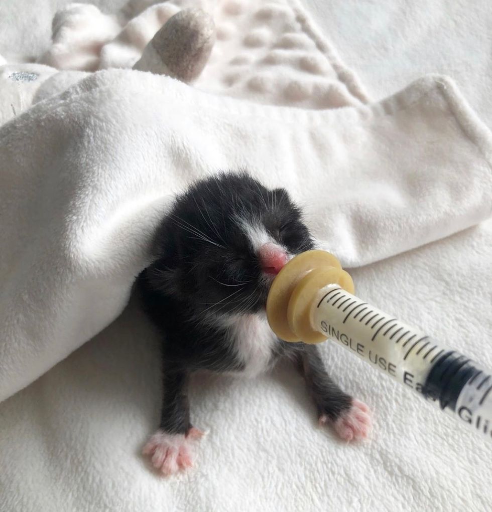 cute, baby, kitten, tuxedo, bottle, feeding