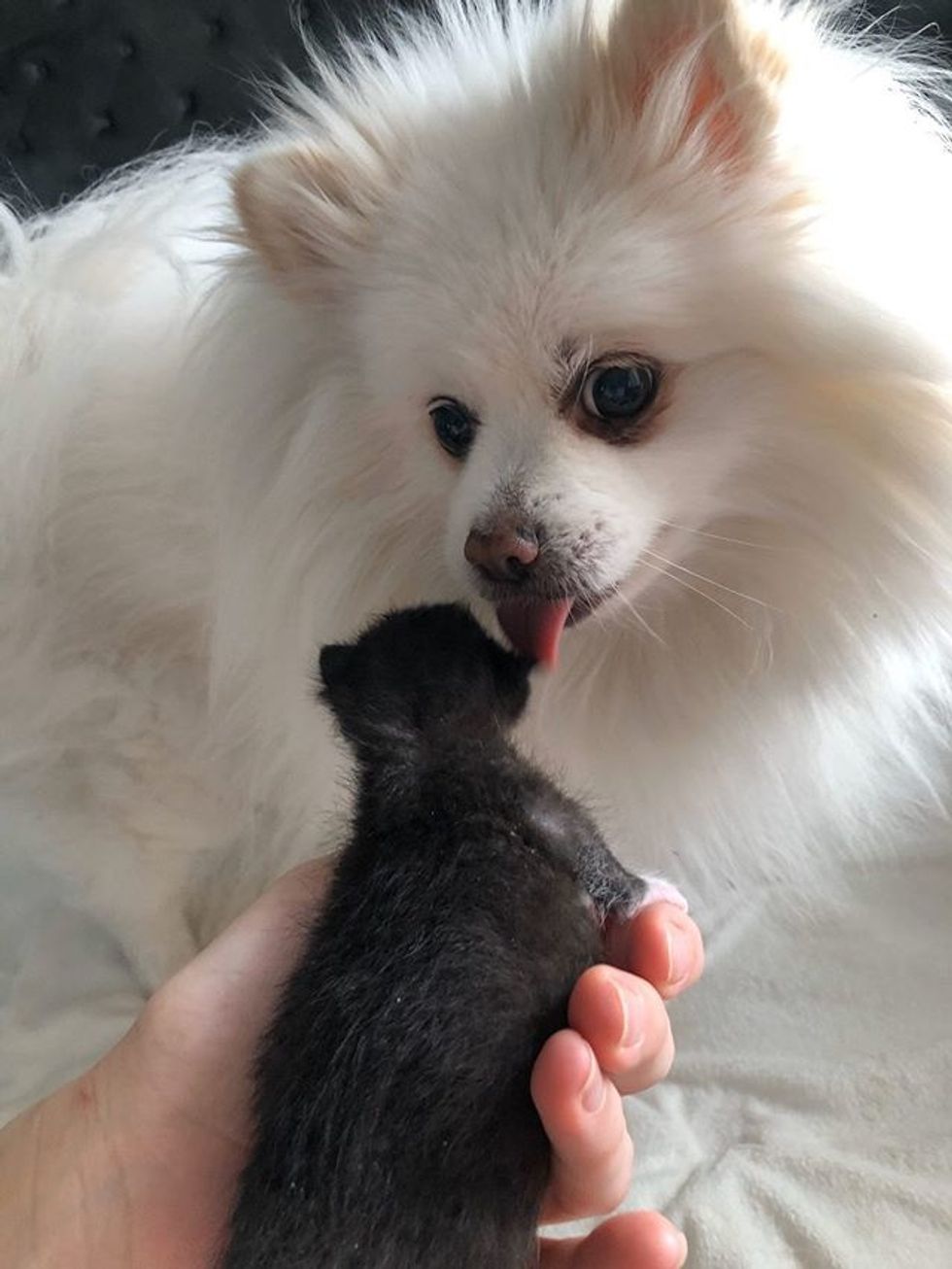 cute, baby, kitten, tuxedo, dog, cleaning