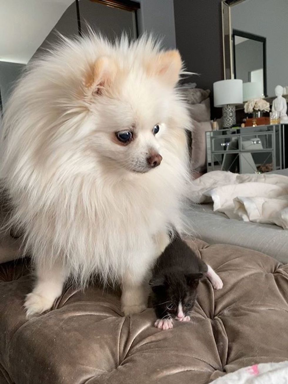 cute, kitten, tuxedo, dog, friend