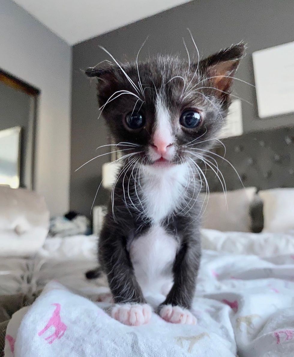 cute, kitten, tuxedo, floppy ear, whiskers