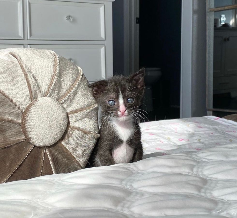 cute, kitten, tuxedo, floppy ear