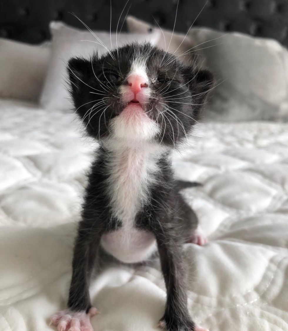 cute, baby, kitten, tuxedo, whiskers