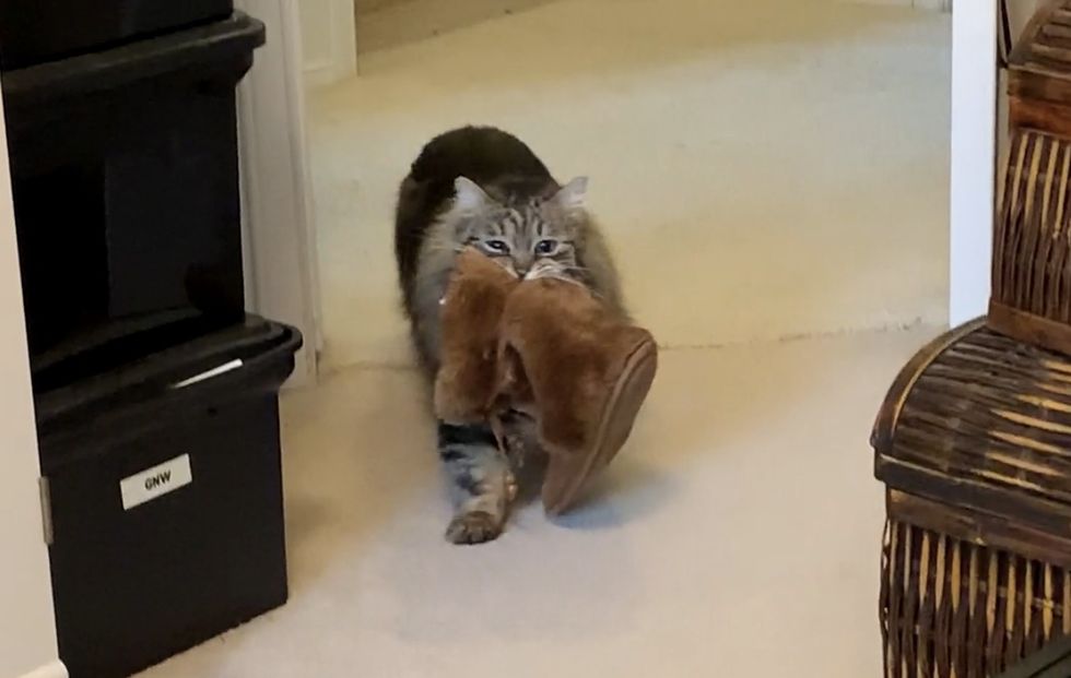 cat, brings, slippers, morning, Lulu