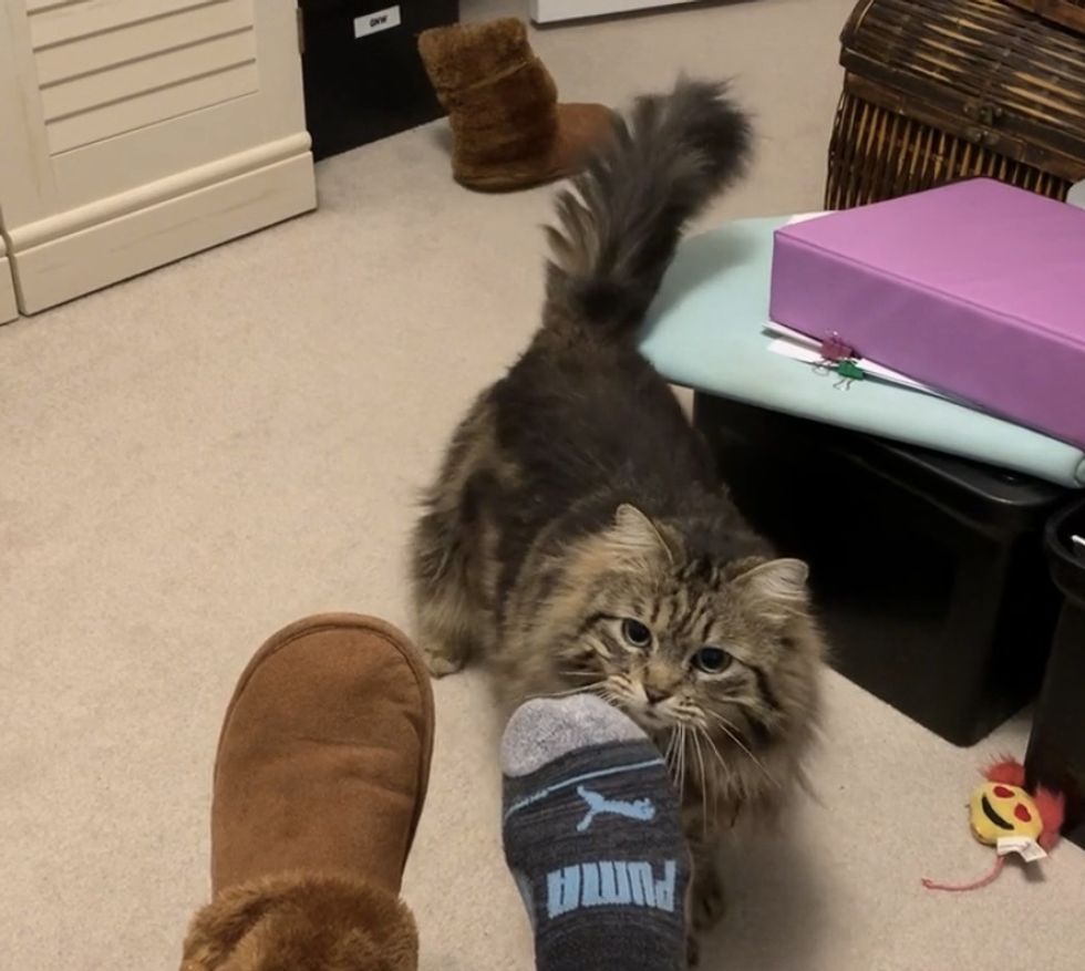 cat, brings, slippers, morning