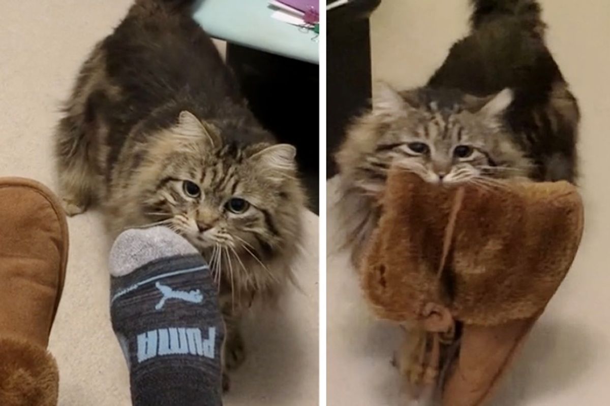 Cat So Happy to Be Adopted, She Brings Slippers to Her Human Every Morning