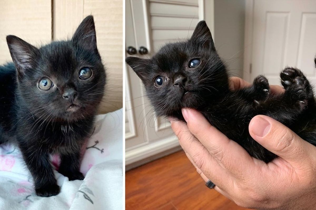 Wobbly Kitten So Happy to Be Loved She Thanks Rescuer with Cutest Silent Meows