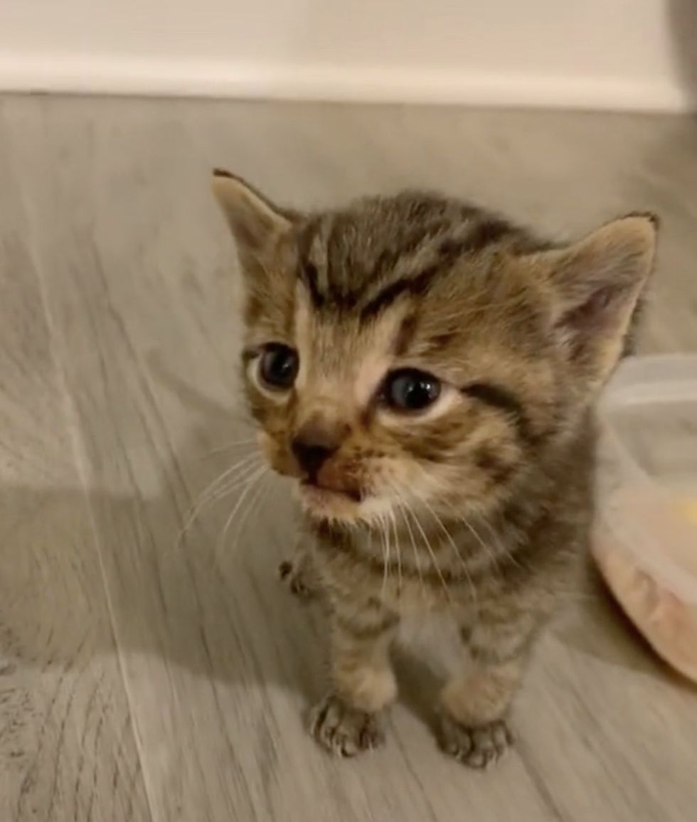 Stray Cat Befriends a Couple and Decides to Bring Her Kitten to Them ...