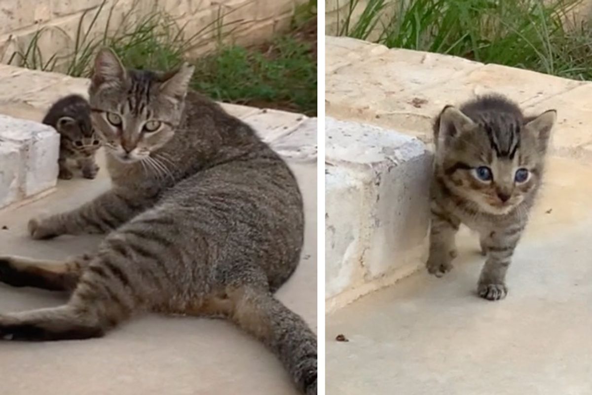 Stray Cat Befriends a Couple and Decides to Bring Her Kitten to Them