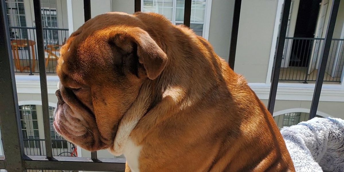 The Internet Can't Get Over a Sad Bulldog Named 'Big Poppa'