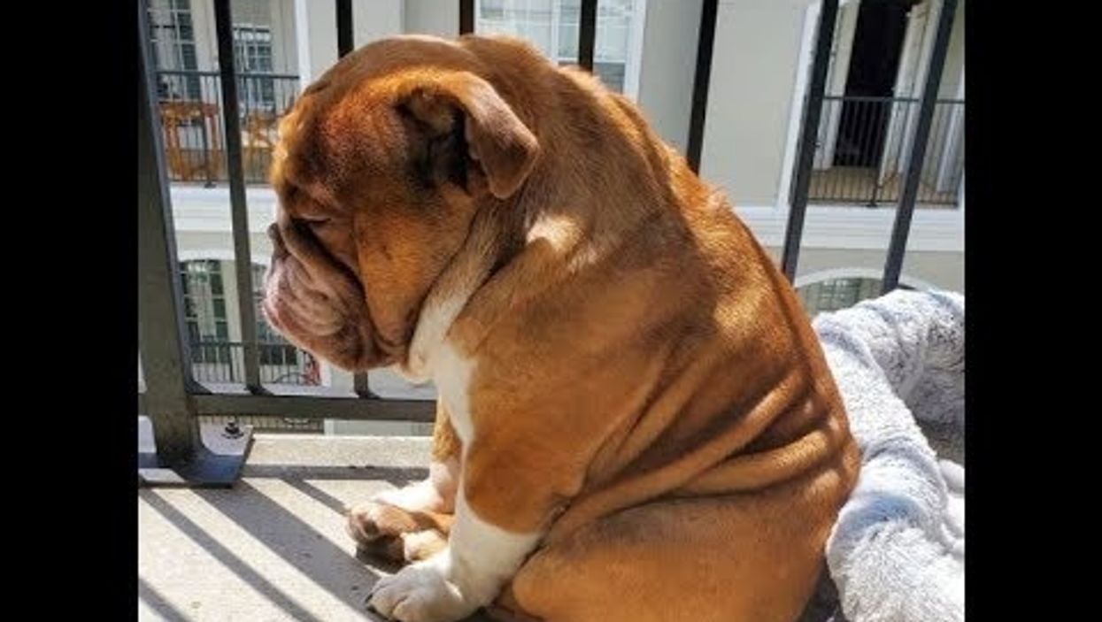 This Georgia Bulldog who's adorably sad about having to stay home is all of us