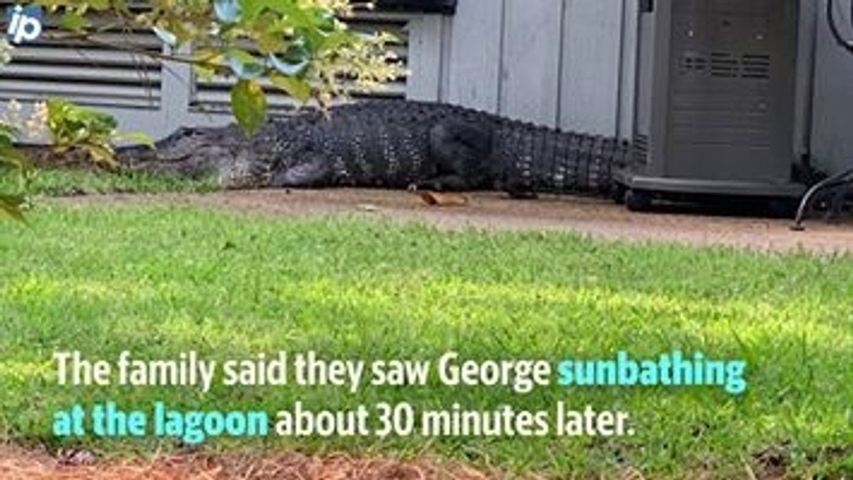 This video of an alligator thrashing around in a backyard will definitely make you want to shelter in place