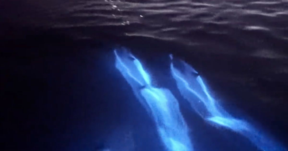 Glowing dolphins off the coast of California this week are almost too magical to believe