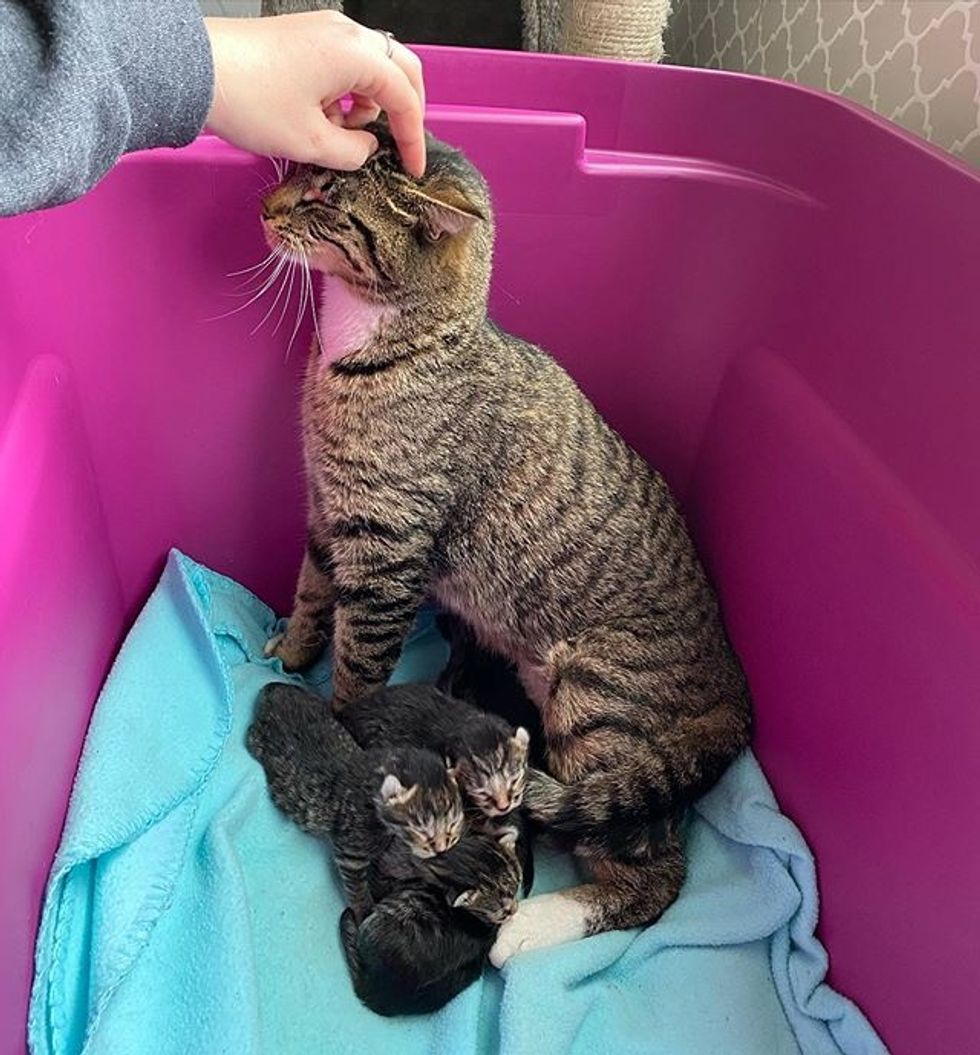 tabby, kitten, cat, cat mom, cute