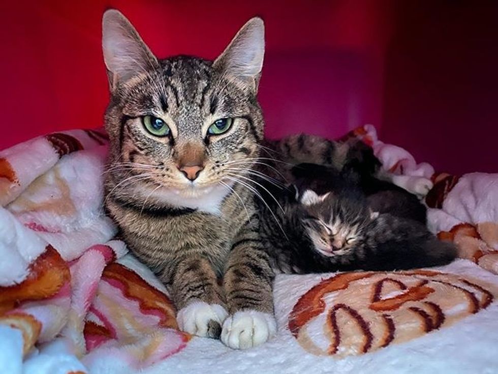 tabby, kitten, cat, cat mom, cute