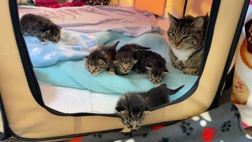 tabby, kitten, cat, cat mom, cute, walk