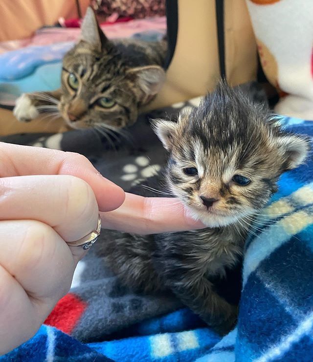 tabby, kitten, cat, cat mom, cute