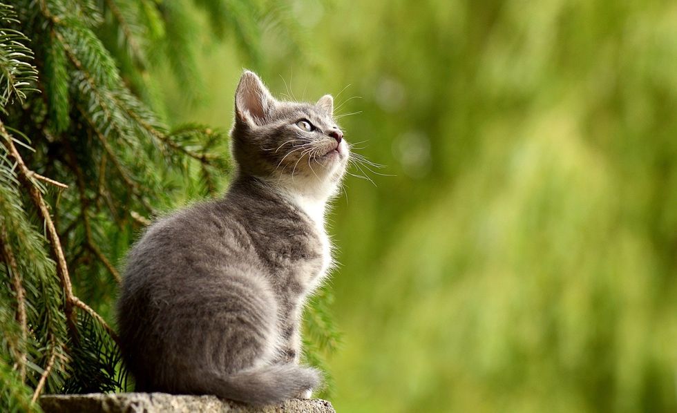 Poetry On The Odyssey: Cats
