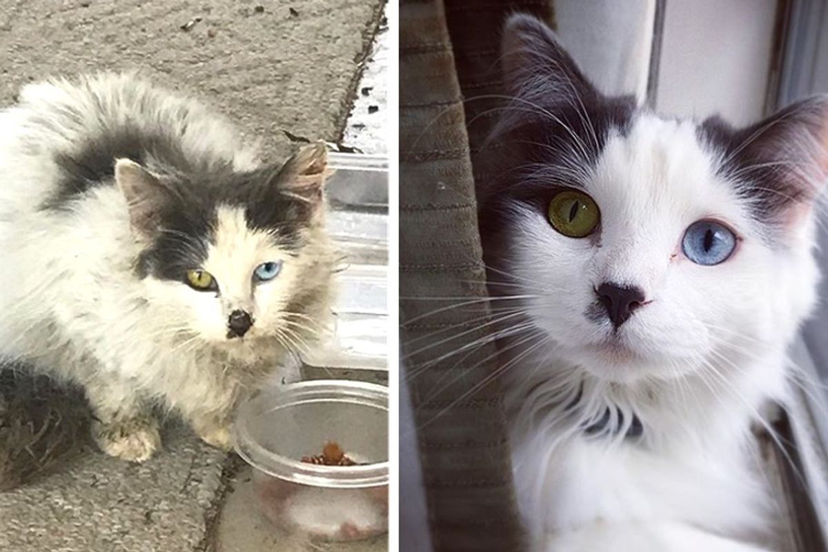 Couple Rescues Kitten with Beautiful Eyes and Turns Her Life Around