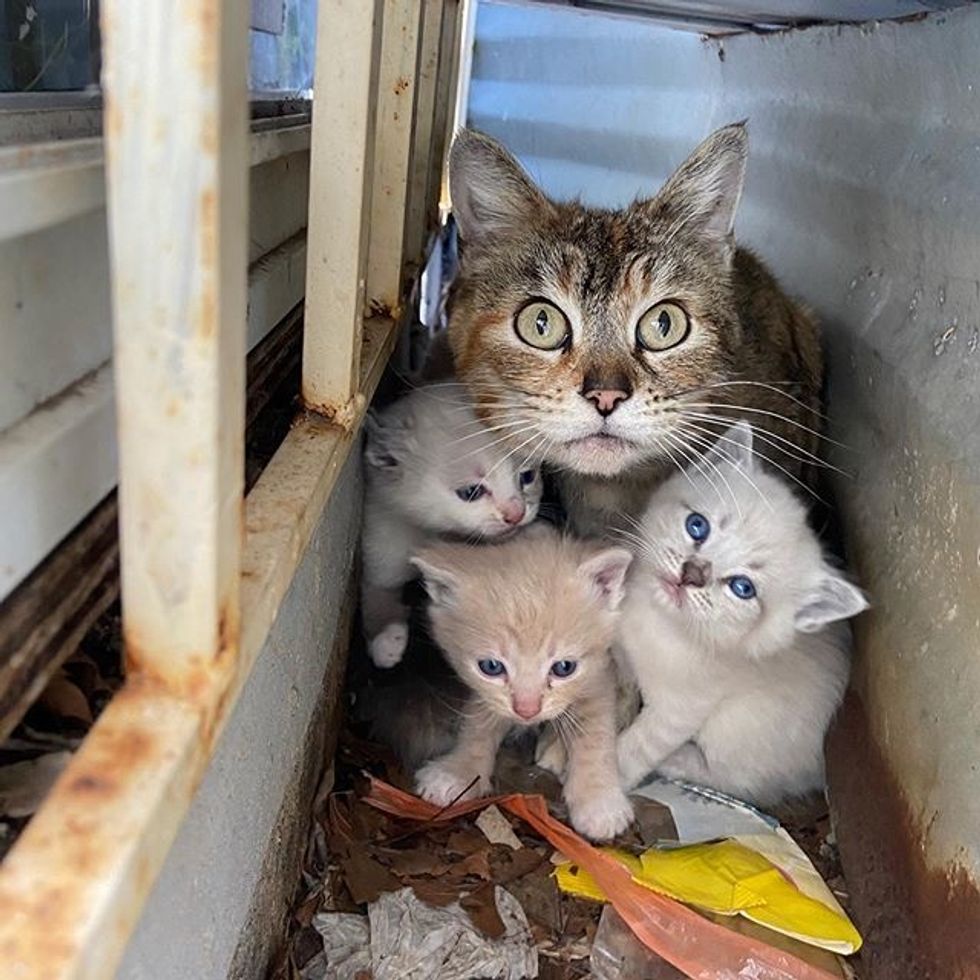 rescue, kitten, feral, cat, mom