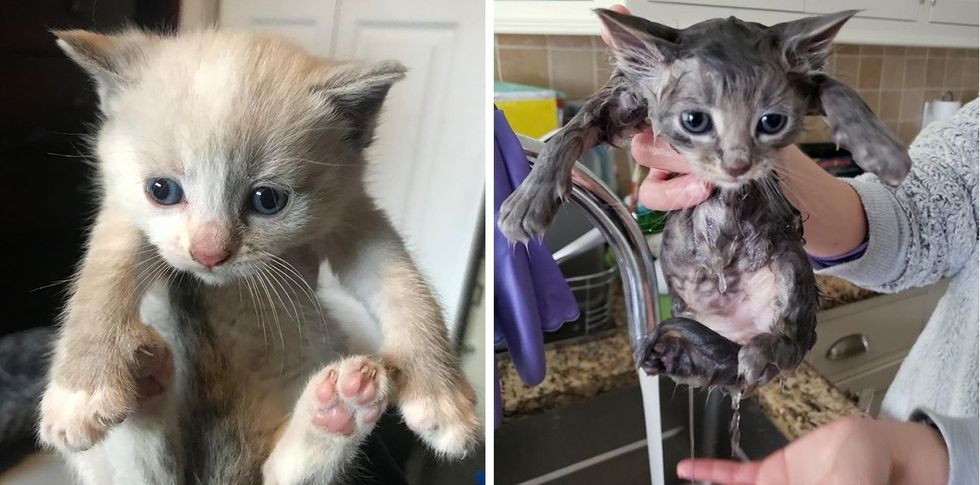 rescue, kitten, bath