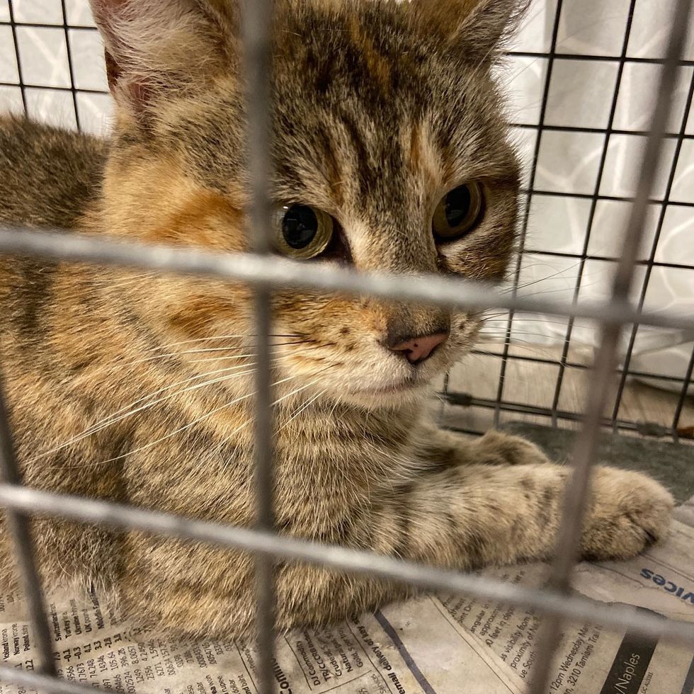 rescue, cat, tnr