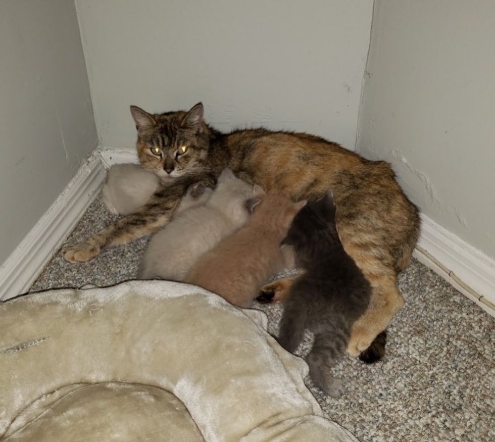 cat, mom, kittens, nursing