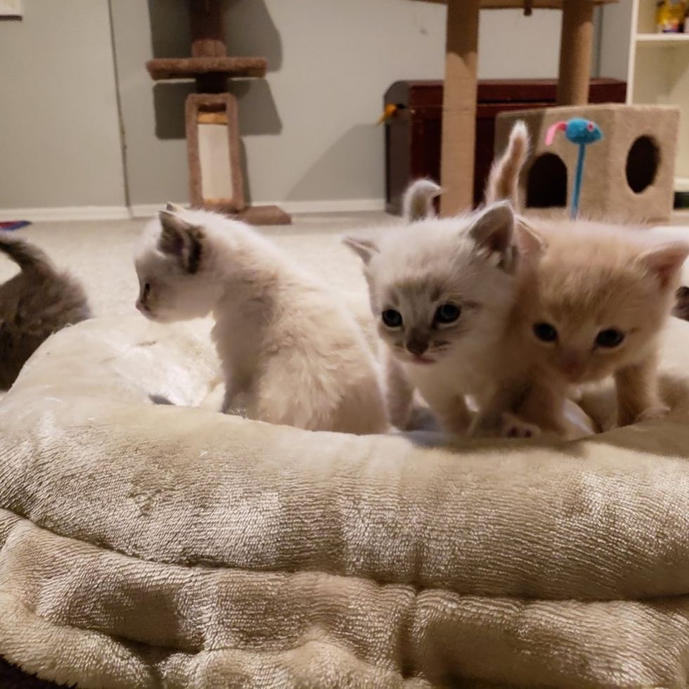 foster, kittens, cute